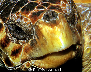 That's close ! Head of a "caretta caretta" sea-turtle. CA... by Rico Besserdich 